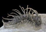 Spine-On-Spine Koneprusia Trilobite - Spectacular #40349-3